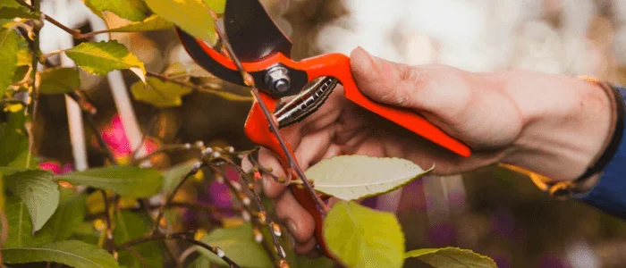 Promoting Tree Health and Growth with Pruning Arvada