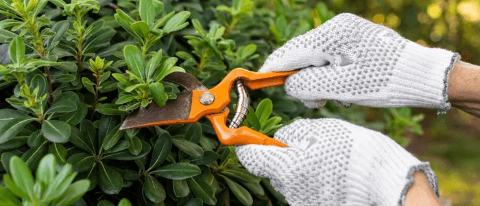 When to Prune Your Trees Arvada